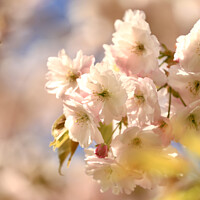 Buy canvas prints of Wind blown Blossom by Simon Johnson