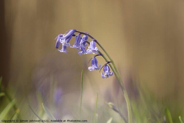 Bluebell Flower Picture Board by Simon Johnson