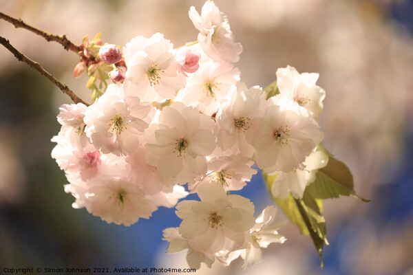 Sunlit Cherry Blossom Picture Board by Simon Johnson