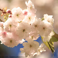 Buy canvas prints of Sunlit Cherry Blossom by Simon Johnson