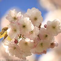 Buy canvas prints of Cherry Blossom by Simon Johnson