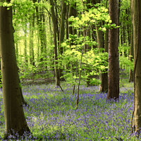 Buy canvas prints of Bluebell wood by Simon Johnson