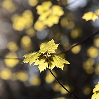 Buy canvas prints of  Sunlit Sycamore leaf by Simon Johnson