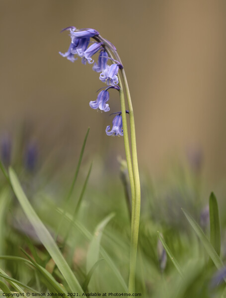 Bluebell coupling Picture Board by Simon Johnson