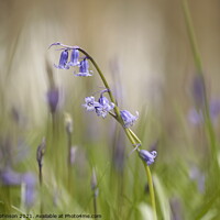 Buy canvas prints of Bluebell Flower by Simon Johnson