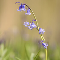 Buy canvas prints of A close up of bluebell flower by Simon Johnson