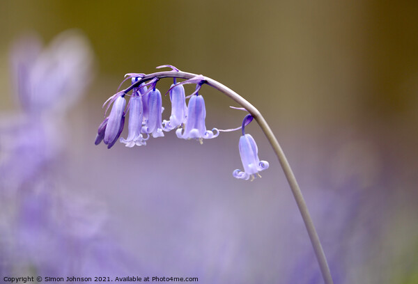 `Bluebells Picture Board by Simon Johnson