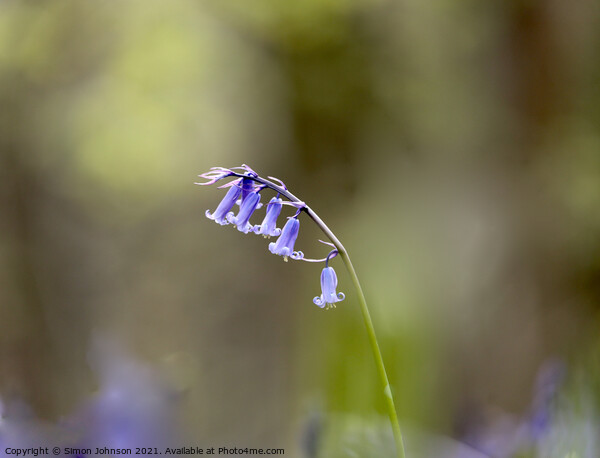 Bluebell Flower Picture Board by Simon Johnson