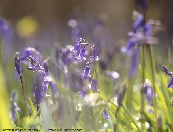 sunlit bluebell Picture Board by Simon Johnson