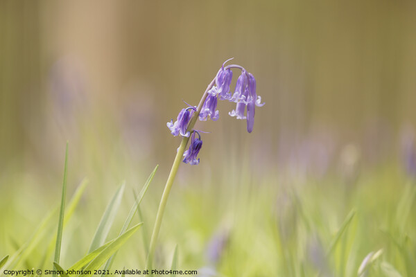 Bluebell  flower Picture Board by Simon Johnson