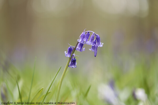 bluebell  flower Picture Board by Simon Johnson