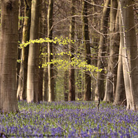 Buy canvas prints of Bluebell woodland by Simon Johnson