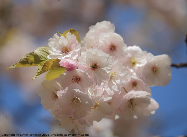 Sunlit Cherry Blossom  Picture Board by Simon Johnson