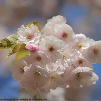 Buy canvas prints of Sunlit Cherry Blossom  by Simon Johnson