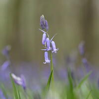 Buy canvas prints of Bluebell  flower by Simon Johnson