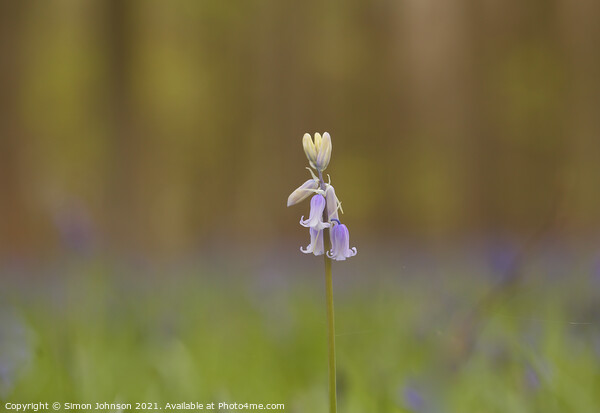 Isolated bluebell flower Picture Board by Simon Johnson
