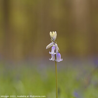 Buy canvas prints of Isolated bluebell flower by Simon Johnson