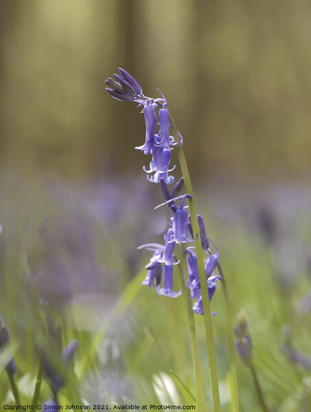  Entangled Bluebell flowers Picture Board by Simon Johnson