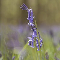 Buy canvas prints of  Entangled Bluebell flowers by Simon Johnson