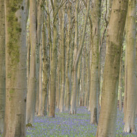Buy canvas prints of  Trees and bluebells by Simon Johnson