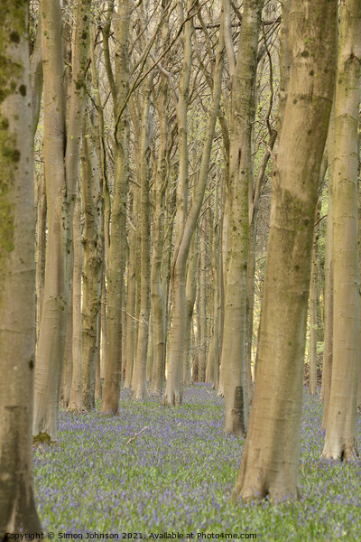 Bluebell Woods Picture Board by Simon Johnson