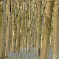 Buy canvas prints of Bluebell Woods by Simon Johnson