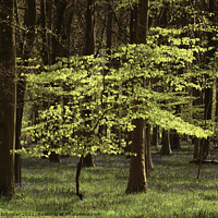 Buy canvas prints of sunlit Beech tree by Simon Johnson