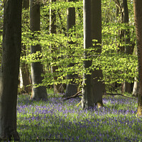 Buy canvas prints of bluebell woodland by Simon Johnson