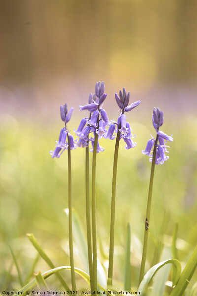 Bluebells to attention Picture Board by Simon Johnson