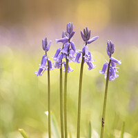 Buy canvas prints of Bluebells to attention by Simon Johnson