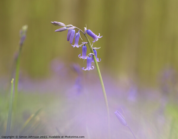 bluebell Flower  Picture Board by Simon Johnson