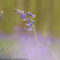 Buy canvas prints of bluebell Flower  by Simon Johnson