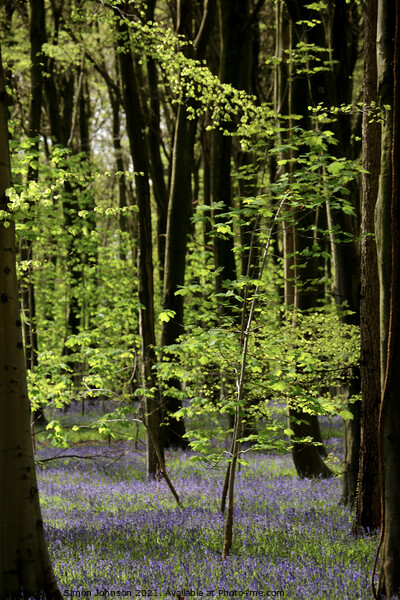 bluebell wood Picture Board by Simon Johnson