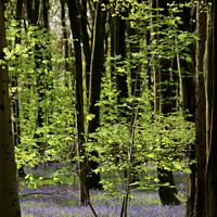 Buy canvas prints of bluebell wood by Simon Johnson