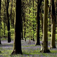 Buy canvas prints of Bluebell Wodland by Simon Johnson