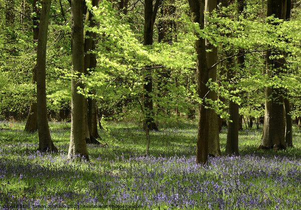 Sunlit Leaves and bluebells Picture Board by Simon Johnson