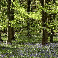 Buy canvas prints of Sunlit Leaves and bluebells by Simon Johnson