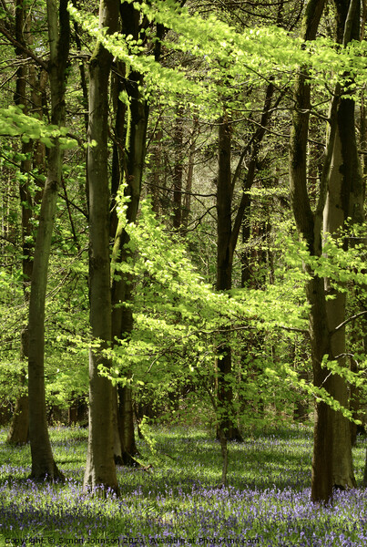 Spring woodland Picture Board by Simon Johnson