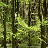 Buy canvas prints of Spring woodland by Simon Johnson