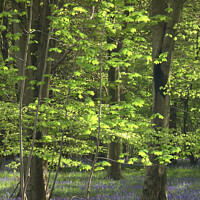 Buy canvas prints of Sunlit leaves and bluebells by Simon Johnson