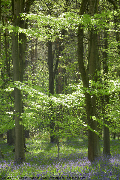 spring woodland bathed in sunlight Picture Board by Simon Johnson