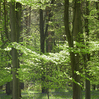 Buy canvas prints of spring woodland bathed in sunlight by Simon Johnson