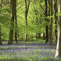 Buy canvas prints of B luebell Wood by Simon Johnson