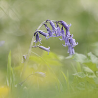 Buy canvas prints of  Bluebell flower by Simon Johnson