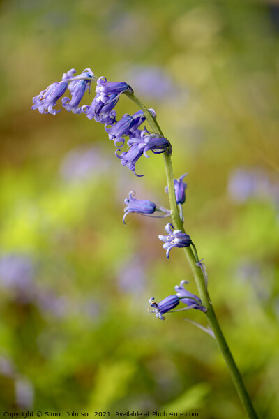 Stand out bluebell Picture Board by Simon Johnson