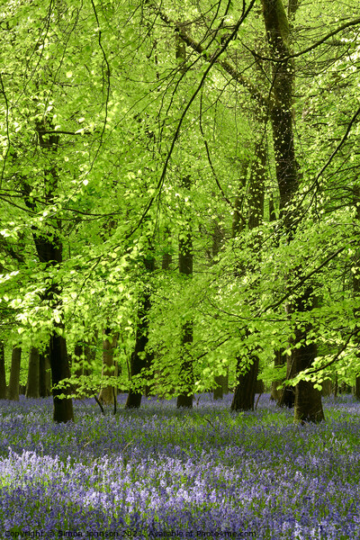 Sunlit leaves and bluebells Picture Board by Simon Johnson