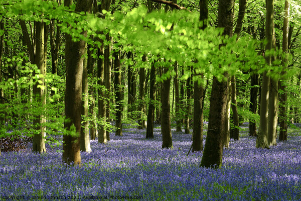 Bluebell wood Picture Board by Simon Johnson
