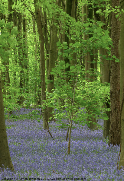 bluebells and Maple tree Picture Board by Simon Johnson