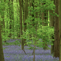 Buy canvas prints of bluebells and Maple tree by Simon Johnson