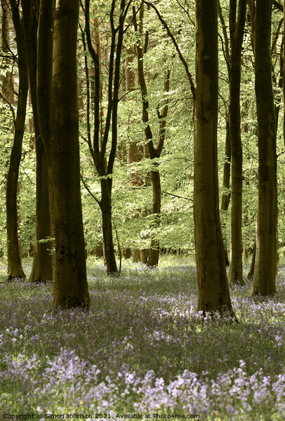 Spring Woodland Picture Board by Simon Johnson